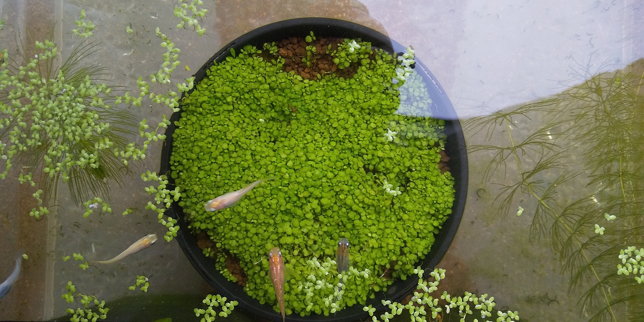 メダカの雨対策について